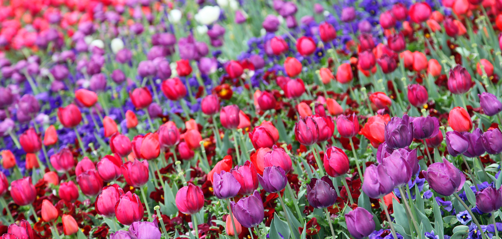 Top 6 Australian flower festivals this spring