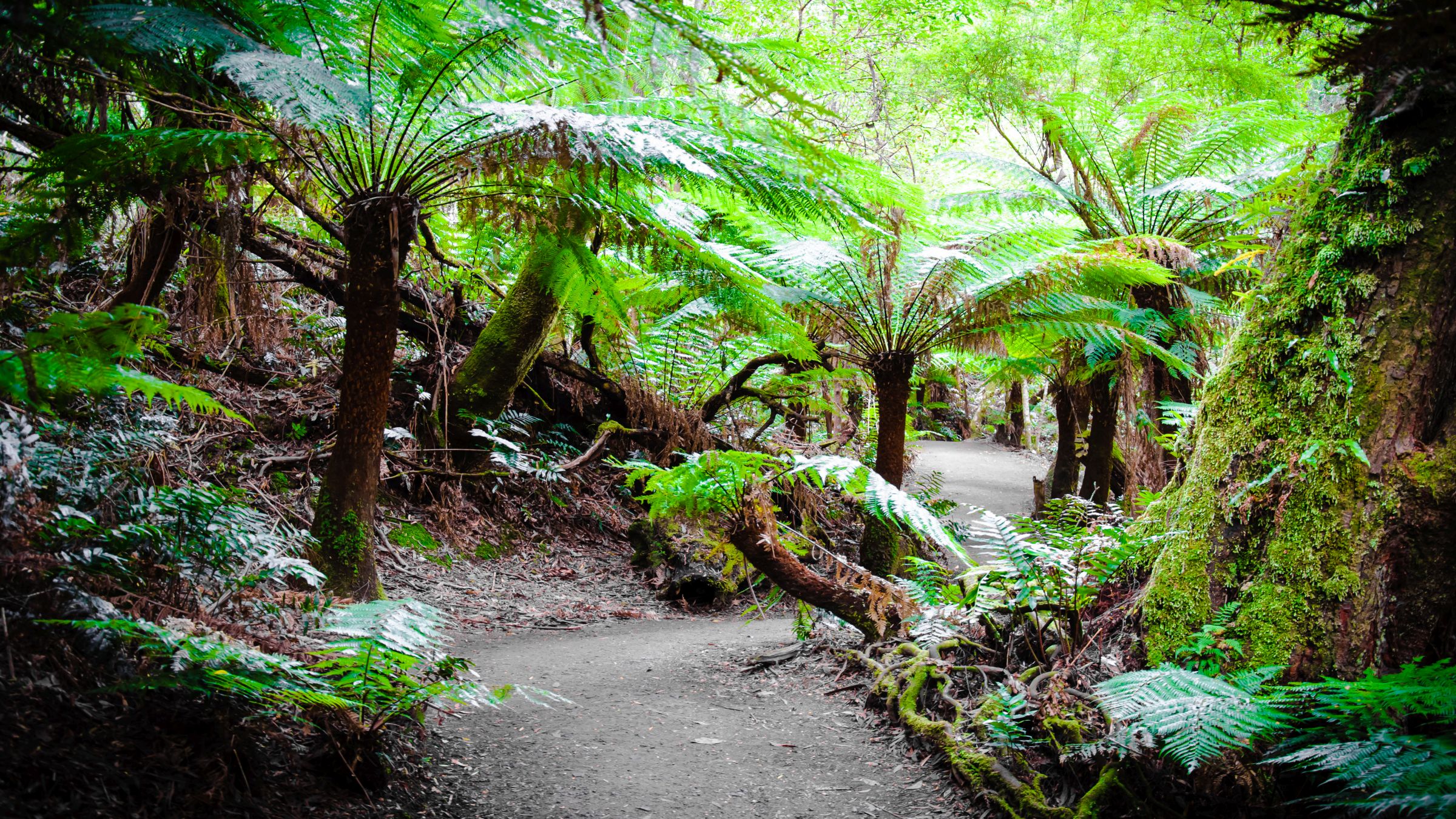 are dogs allowed in national parks in australia